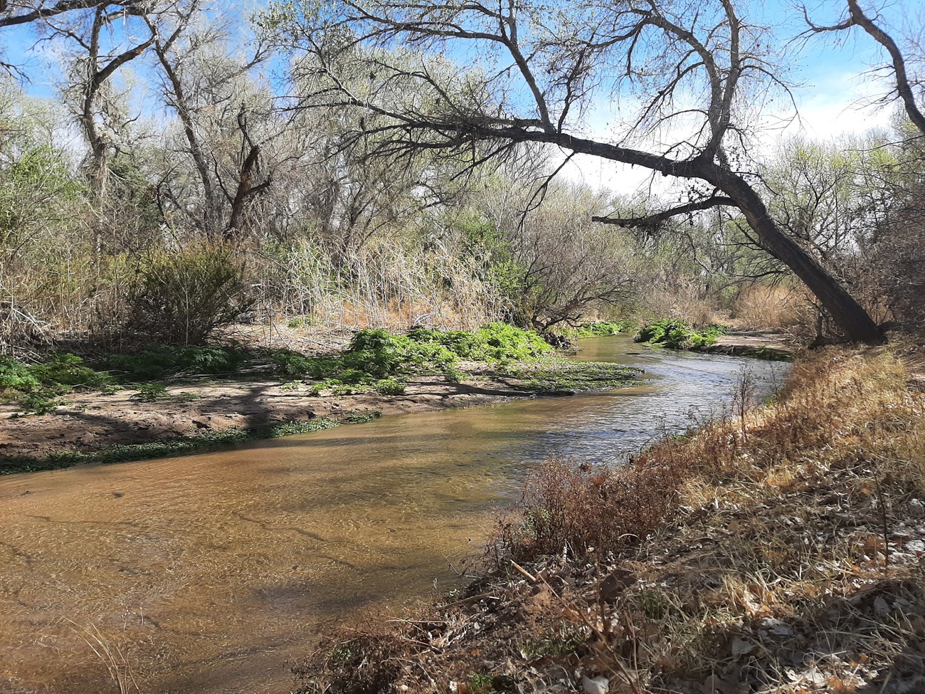 A wide shallow river with brush and trees hanging over