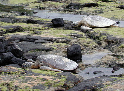 Green sea turtles