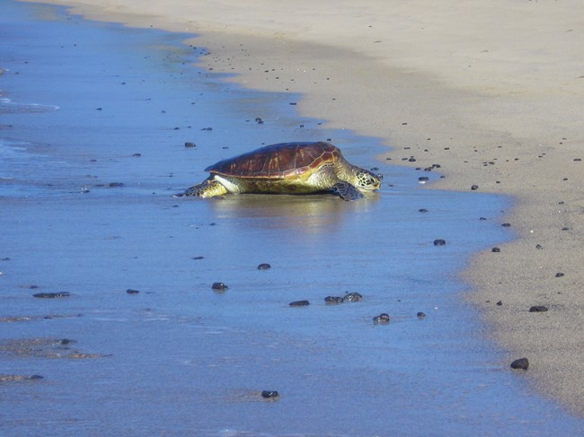 Turtle basking on the beach