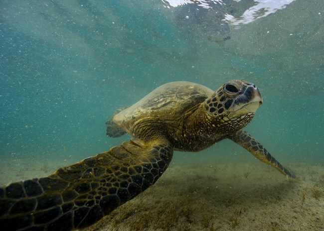 Underwater photograph of honu