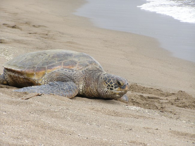 Turtle resting on beach