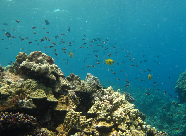 Underwater photograph of reef fish