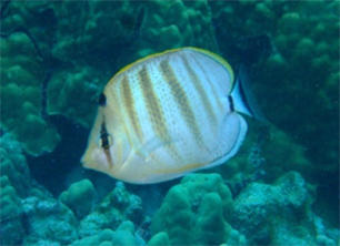 Multiband butterflyfish