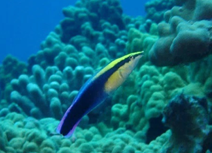 Hawaiian cleaner wrasse