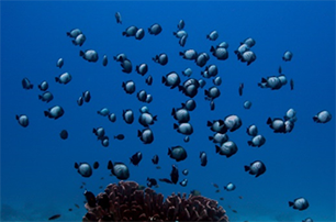 A school of Hawaiian dascyllus gathers over a reef