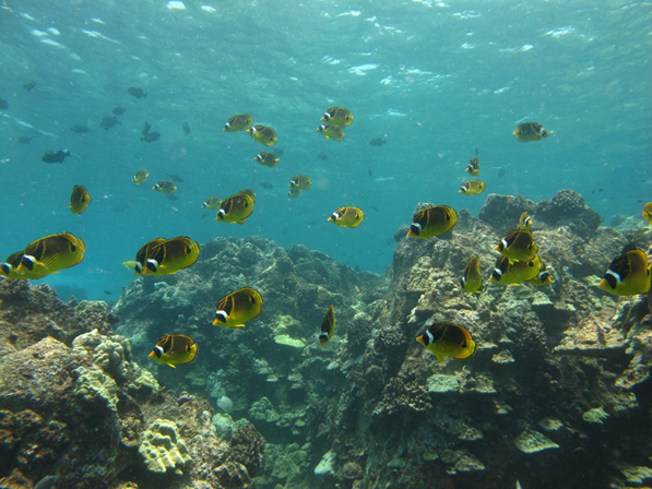 School of kīkākapu