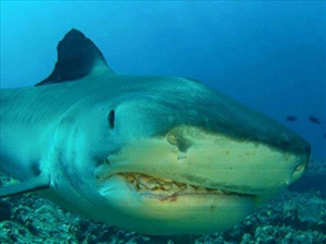 Tiger shark