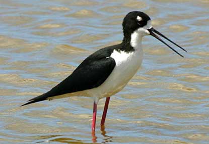 Hawaiian stilt.