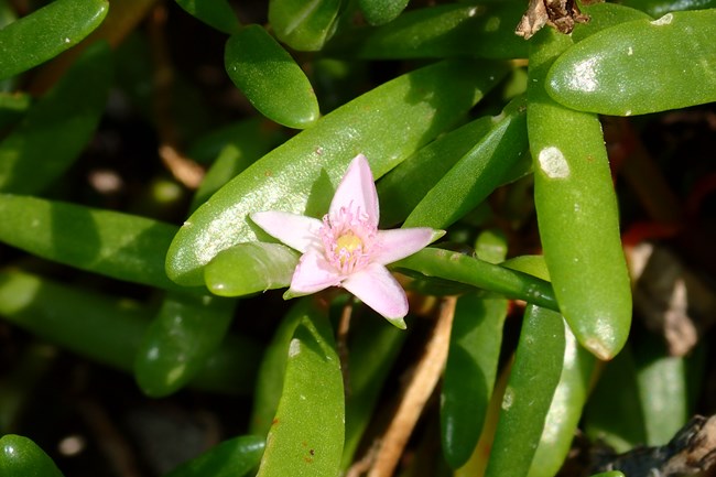 Akulikuli flower