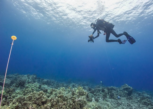 Diver studying coral underwater