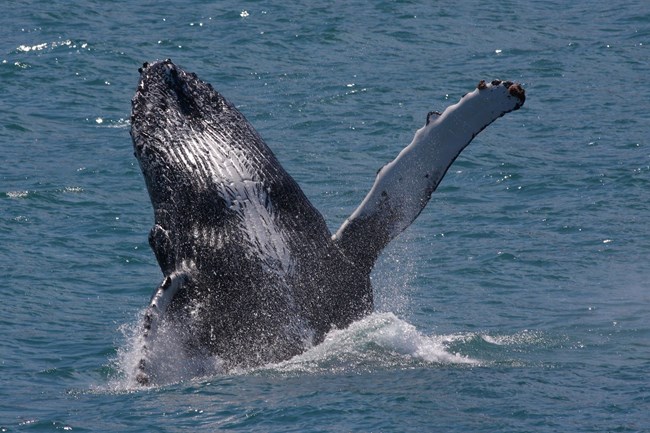 Breaching humpback whale