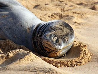 Monk seal on beach