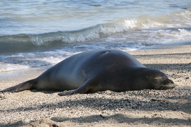 Monk seal on beach