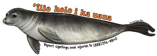 Drawing of Hawaiian monk seal