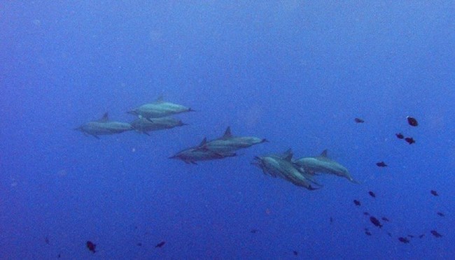Pod of dolphins swimming