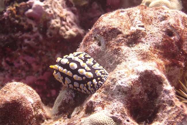 Nudibranch