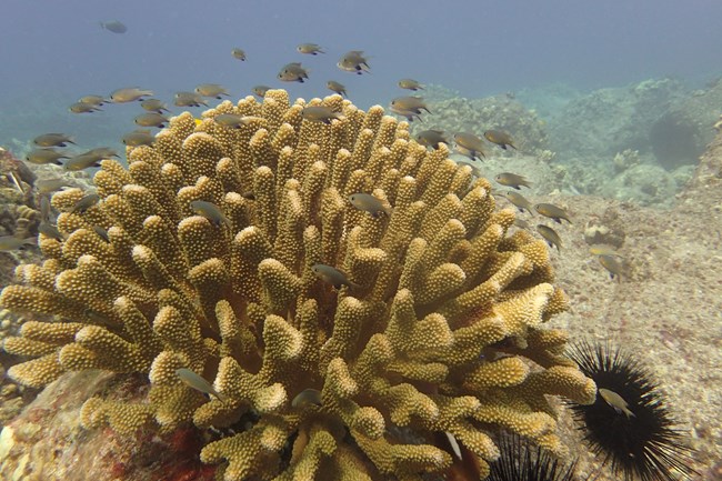 Large coral head