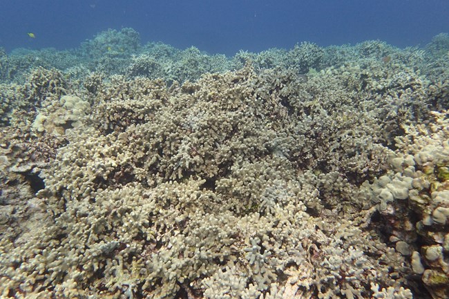 Underwater photograph of coral reef