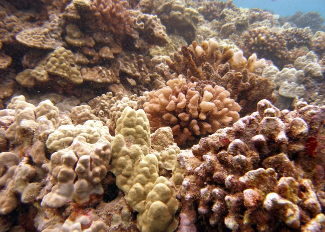 Underwater close-up photograph of coral reef
