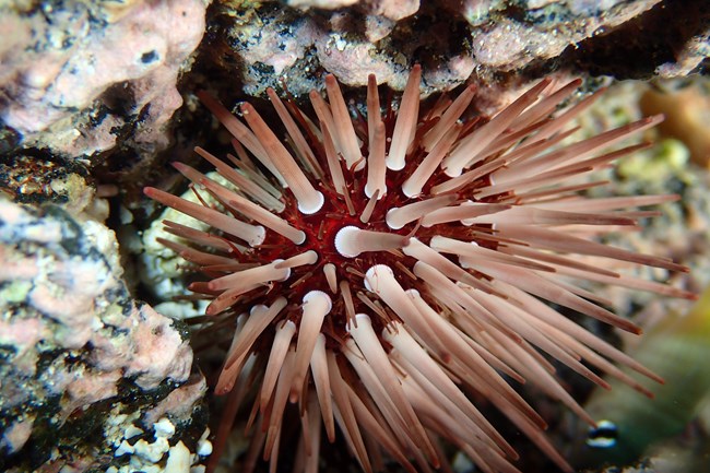 Rock-boring urchin
