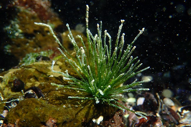 Underwater photograph of green urchin with stiff filaments