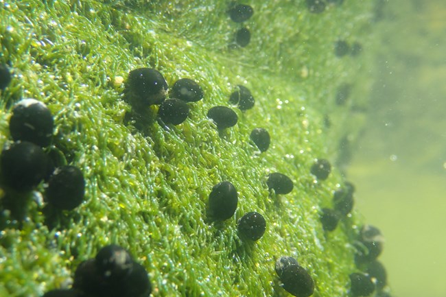 Small pipipi attached to a wall of algae