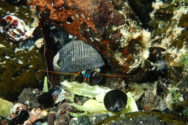 Underwater photograph of hermit crab