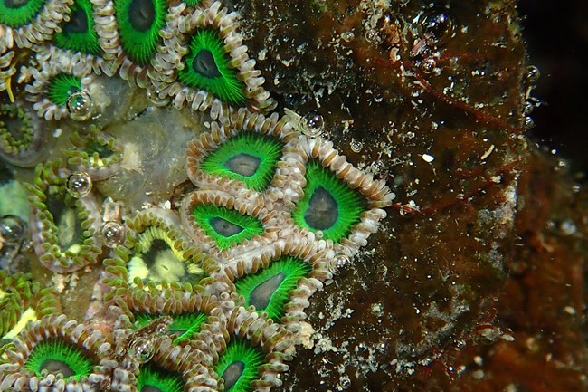 Underwater photograph of zoanthus