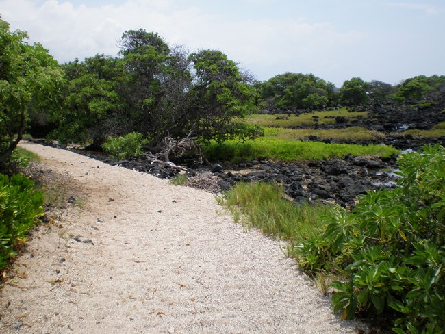 Sandy path winding through anchialine ponds