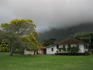 A house surrounded by a lawn and a large tree on the left side.