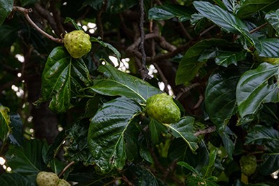 A green, yellow fruit surrounded by dark waxy green leaves