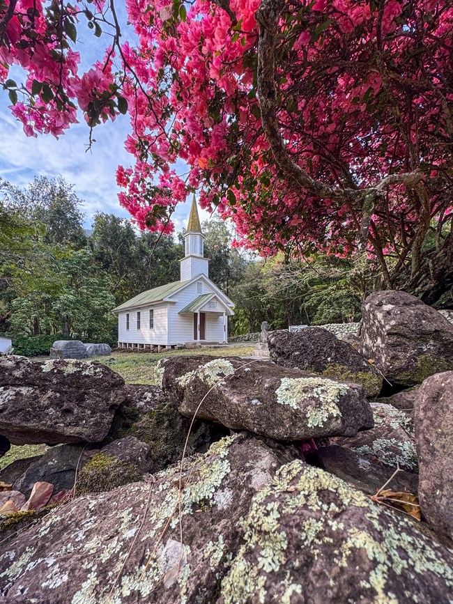 Outdoors; pink flowering tree overhanging grey rocks with white church in background.
