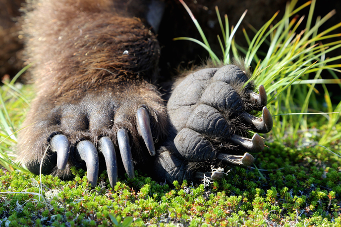 brown bear paws
