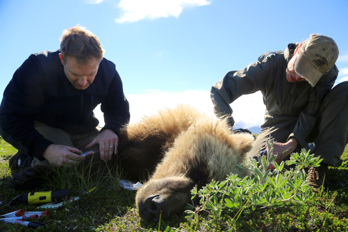biologists collect blood and hair samples from brown bear