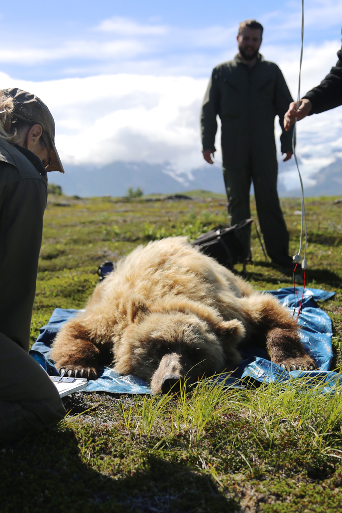 Biologists work on tranquilized bear
