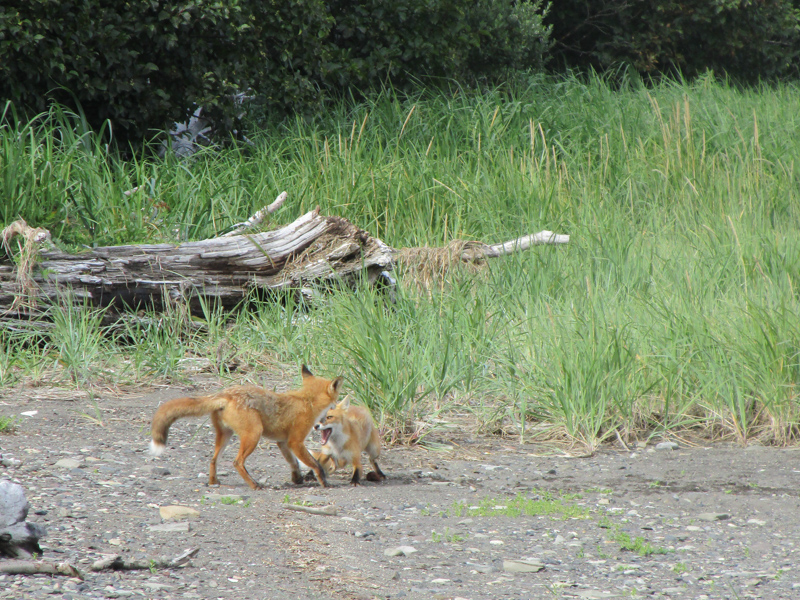 A pair of foxes on the beach