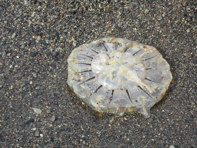 A jellyfish in the sand