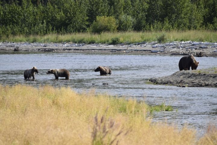 Three brown bear cubs in creek on the left with larger sow on rocky beach on the right