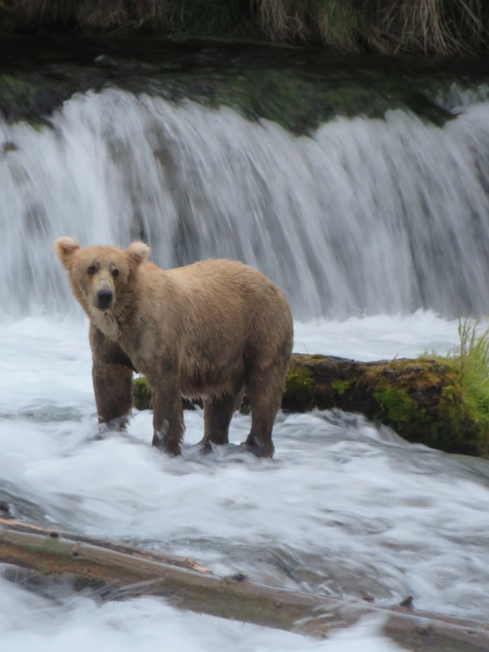 blond colored bear standing at waterfall