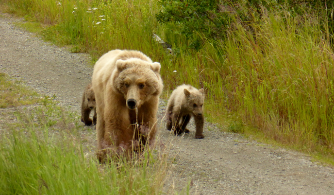 Bear 171 and her two small spring cubs