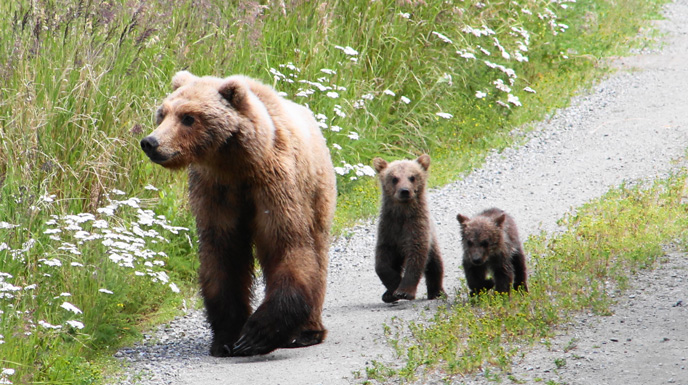 female bear walking with two small spring cubs