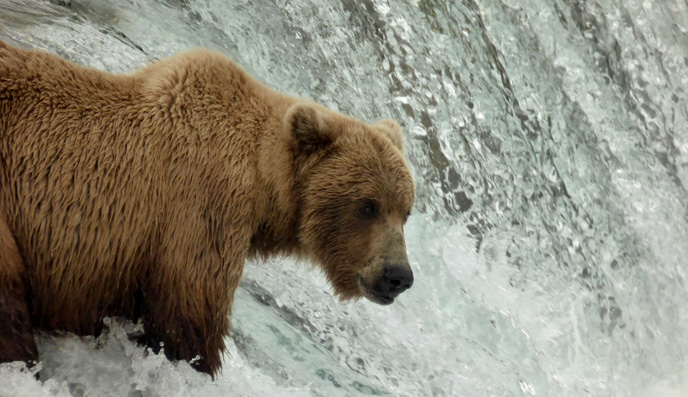 bear on lip of waterfall
