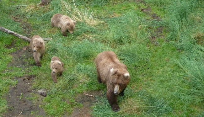 409 and yearling cubs walking near Brooks Falls