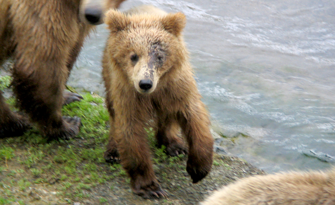 130-Tundra as a yearling cub with a facial injury in 2008