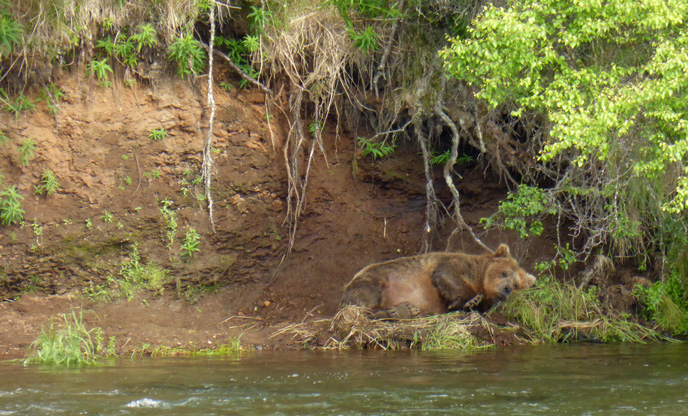 bear sleeping in shade next to river