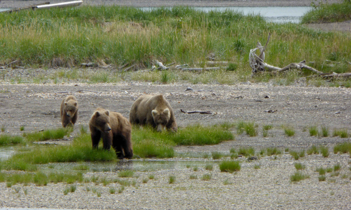 435 Holly walks with her cubs along Brooks River