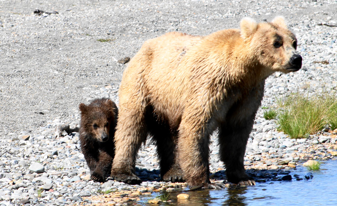 Female bear with spring cub