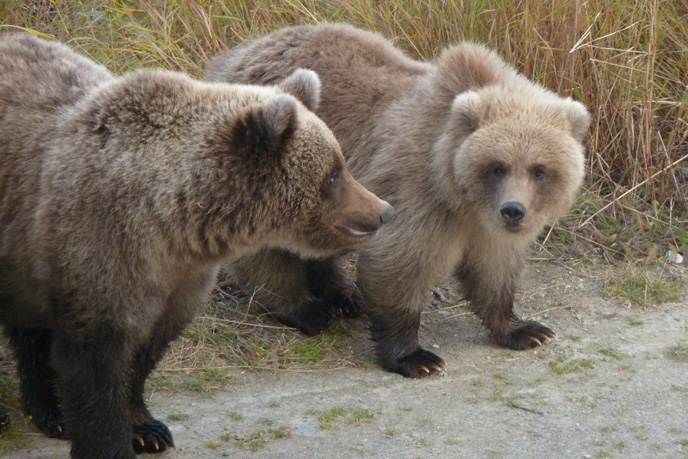 yearling cub (left) stands next to spring cub