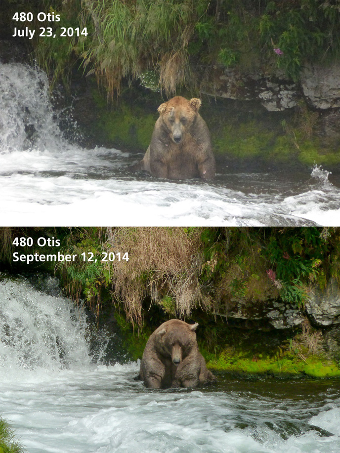 bear size comparison in July (top) and September (bottom)