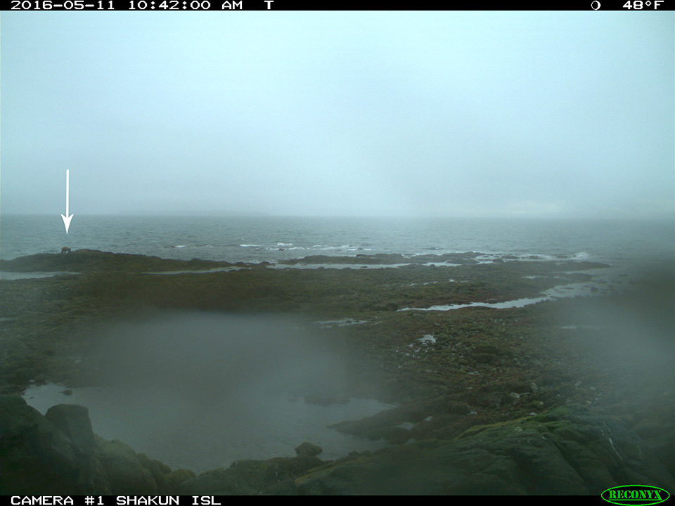 Trail camera view of low tide with bear in distance